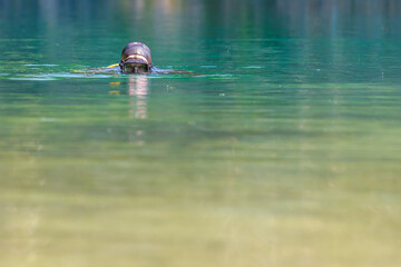 the diver plunges into the water, looks into the camera. Head on the surface