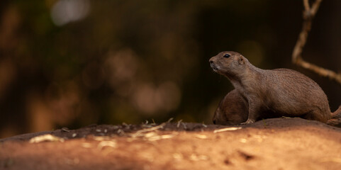 Prairie Dogs standing on the sand ground