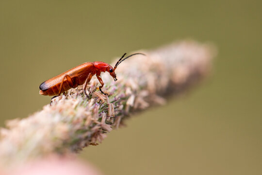 Small red bug perched on a flower macro up close