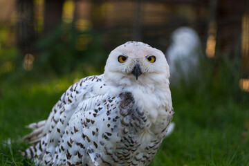 Obraz premium Portrait of Snowy Owl (Bubo scandiacus) at the zoo.
