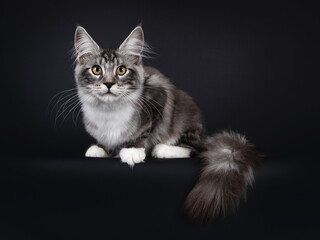 Fototapeta na wymiar Handsome young Maine Coon cat, laying down side ways with long tail hanging over edge. Looking towards camera with yellow eyes. Isolated on black background.