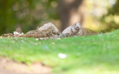 Prairie Dogs standing on the sand ground