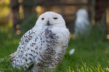 Portrait of Snowy Owl (Bubo scandiacus) at the zoo.