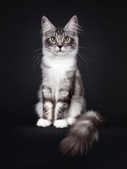 Naklejka na ściany i meble Handsome young Maine Coon cat, sitting facing front with long tail hanging over edge. Looking towards camera with yellow eyes. Isolated on black background.