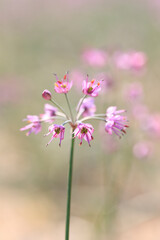 Obraz premium らっきょの花