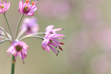 Fototapeta premium らっきょの花