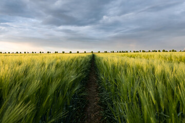A path in the green and yellow barley field under a cloudy sky.