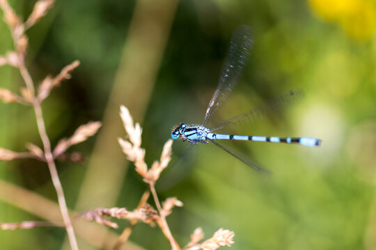 Male Common Blue Damselfly flying & hovering amongst garden grass by pond water