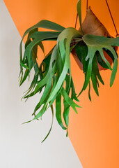 Close-up of a Elkhorn Fern (Platycerium bifurcatum) hanging from the ceiling in front of a wall painted in geometric shapes in white and orange.