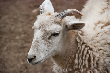 Tight closeup portrait of a domestic farm animal sheep  with unsheared wool