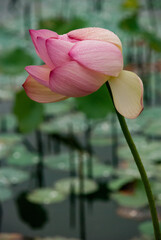 Closeup of blooming pink water lily in a pond with lilypads and dew drops 