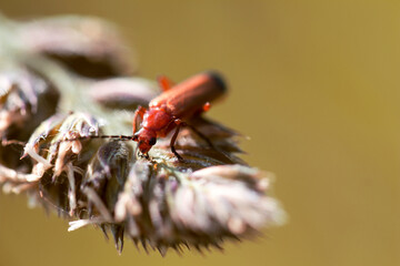 Small red bug perched on a flower