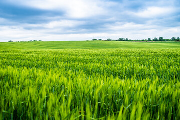 Beautiful landscape, green agricultural fields