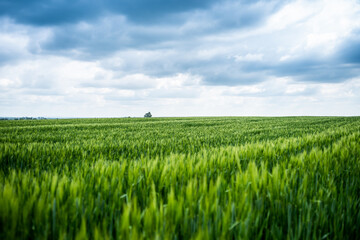 Beautiful landscape, green agricultural fields