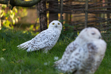 Portrait of Snowy Owl (Bubo scandiacus) at the zoo.