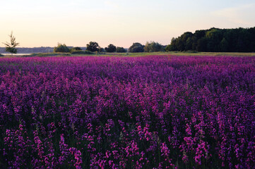 Obraz premium Lavender field. Wild-groving lavender violet flowers..Large purple meadow. Summer blooming landscape in the sunset. Landscape wallpaper