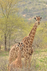 A giraffe and her offspring in the Krueger National Park in South Africa.