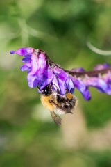 Common Carder Bee feeding on tufted vetch