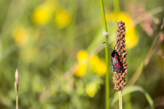 Five 5 Spot Burnet Moth resting in a grassy English meadow on grass