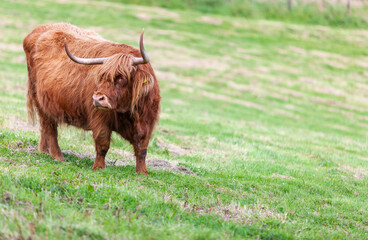 Fototapeta premium Highland Cattle looking in your eyes with its long hairs