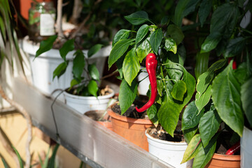 Nice red hot pepper in garden on balcony in day light healthy food 