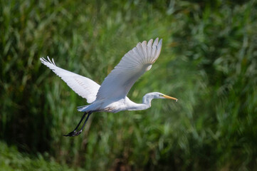Great egret or Ardea alba flies over the greens