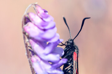 Five 5 Spot Burnet Moth feeding on a purple tufted Vetch