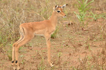 Naklejka na ściany i meble A newborn Impala baby standing in the savannah of the Krueger National Park in South Africa