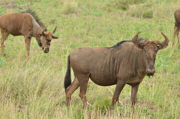 Naklejka na ściany i meble A gnu in the savannah of the Krueger National Park in South Africa