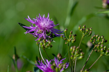 Purple flower on green background