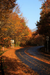 Obraz premium 蒜山高原の紅葉