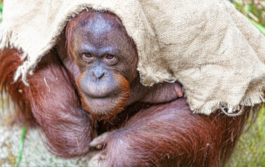 Orang Utan is playing with some wood