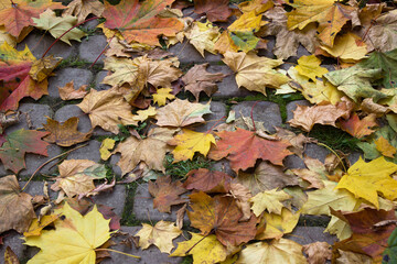 Autumn maple leaves on a paved path