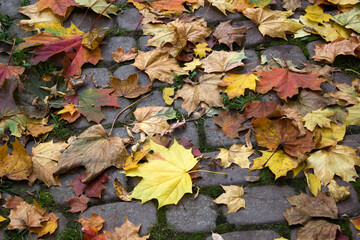 Autumn maple leaves on a paved path