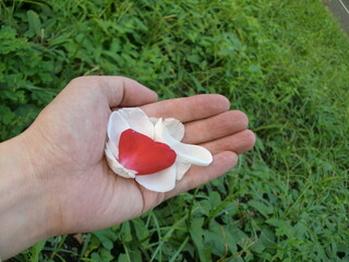手のひらにバラの花びら　赤と白