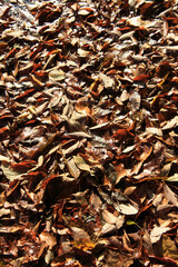 蒜山高原の紅葉