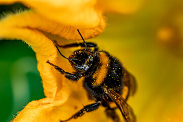 Bee inside of blooming yellow flower	