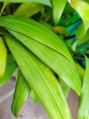 Obraz premium green Hawaiian ti plant leafs closeup, Cordyline fruticosa