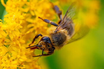 Bee head close up shot	