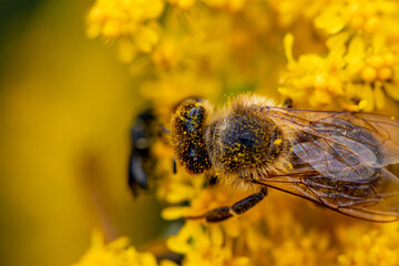 Bee on yellow flower, macro	