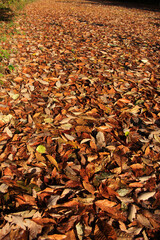 蒜山高原の紅葉