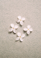 Naklejka na ściany i meble White lilac flowers on grey paper background, top view, invitation card. Valentines day card