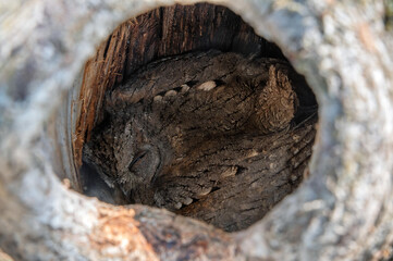Close up of eurasian scops owl or Otus scops sleeping in the hollow