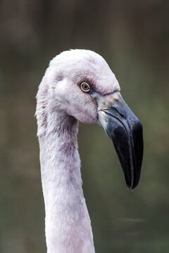 Young pink white baby Flamingo macro up close side portrait 