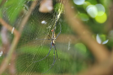 spider on web