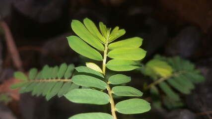Daun Kelor, moringa green leaves grow in the garden