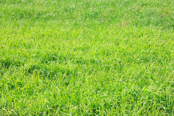 蒜山高原の草原