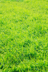 蒜山高原の草原