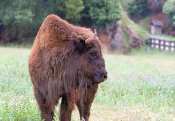 portrait of brown bison in profile