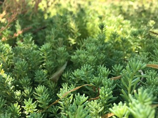 close up of green grass